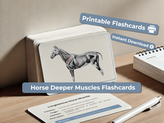 Deeper Horse Muscle Flashcards - Equine Anatomy Study Guide - Printable 6x4 Cards