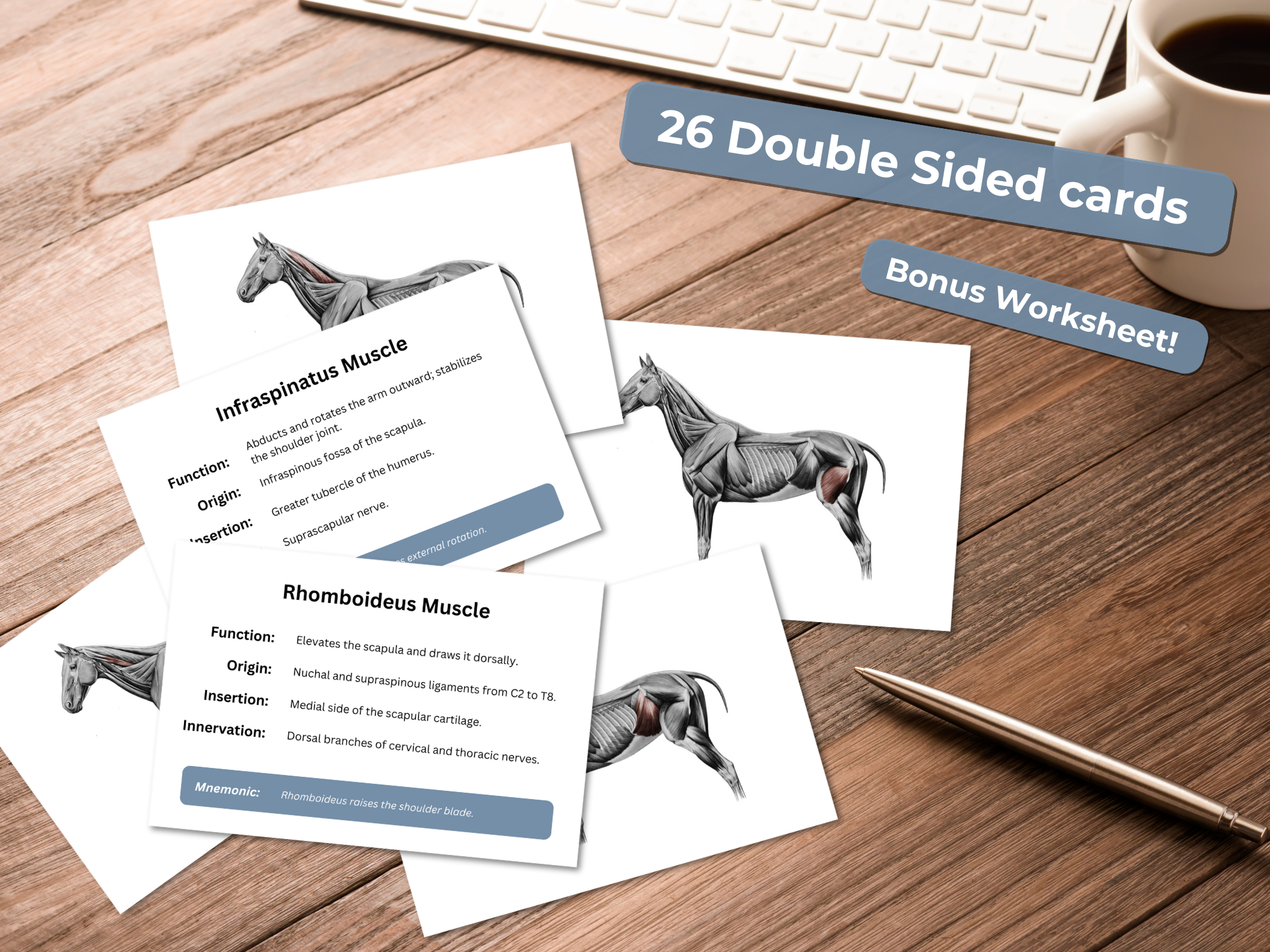 Deeper Horse Muscle Flashcards - Equine Anatomy Study Guide - Printable 6x4 Cards