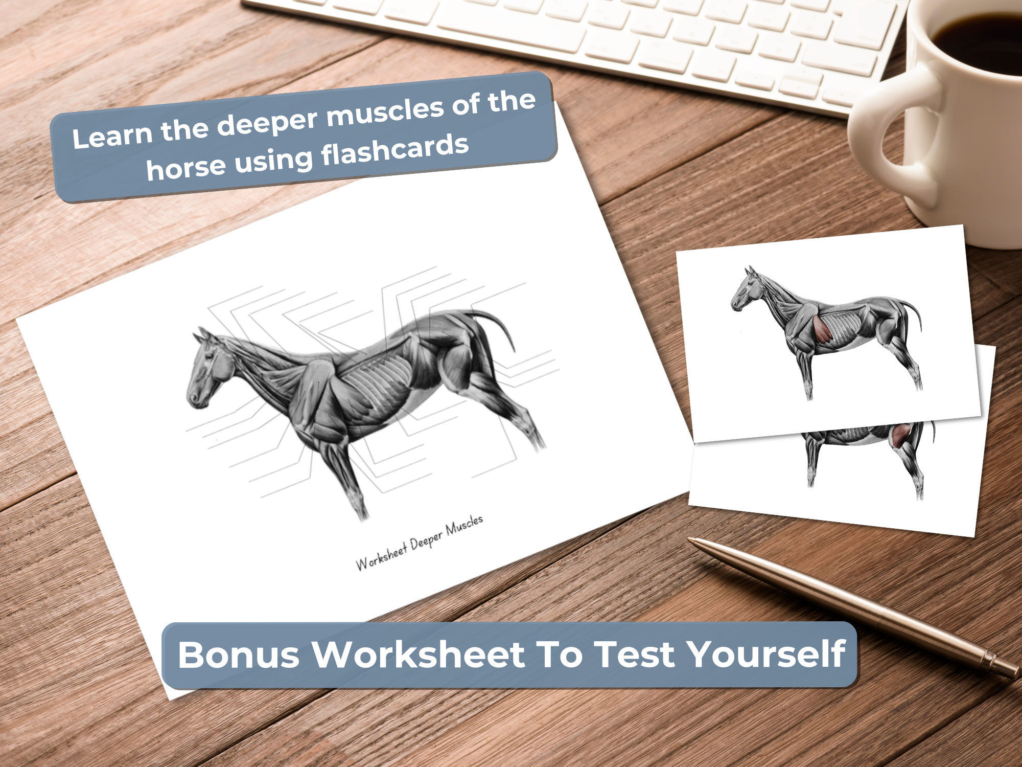 Deeper Horse Muscle Flashcards - Equine Anatomy Study Guide - Printable 6x4 Cards