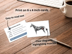 Deeper Horse Muscle Flashcards - Equine Anatomy Study Guide - Printable 6x4 Cards