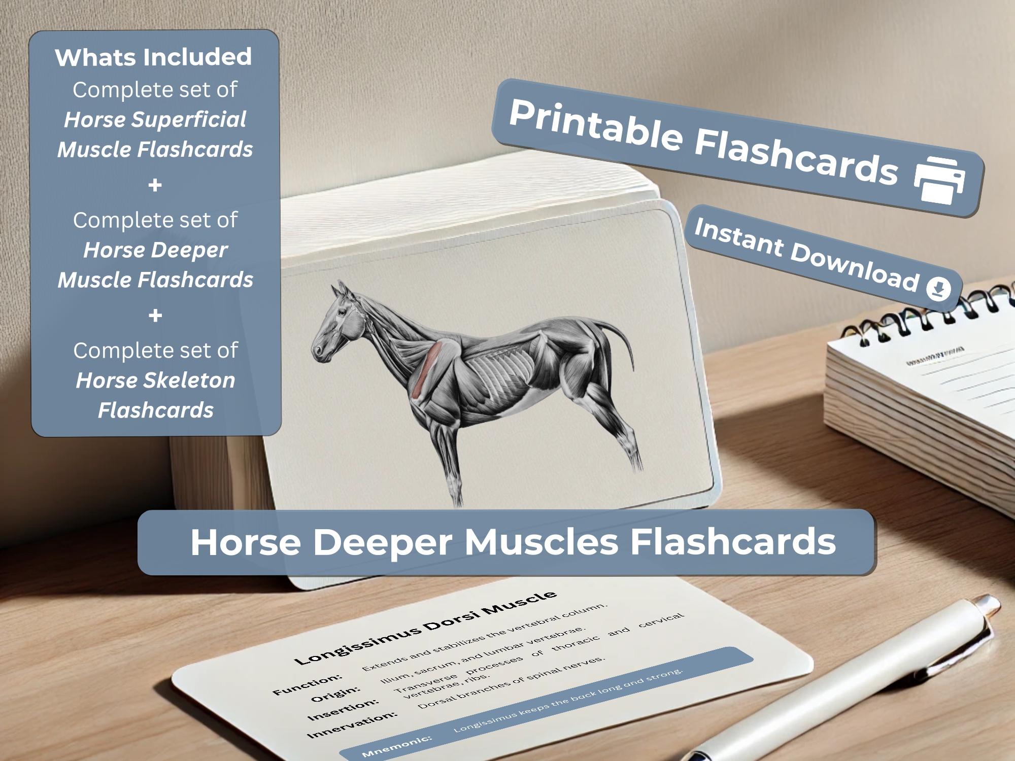 Complete Equine Anatomy Flashcards - Superficial Muscles, Deeper Muscles & Skeleton | Horse Study Guide - Printable 6x4