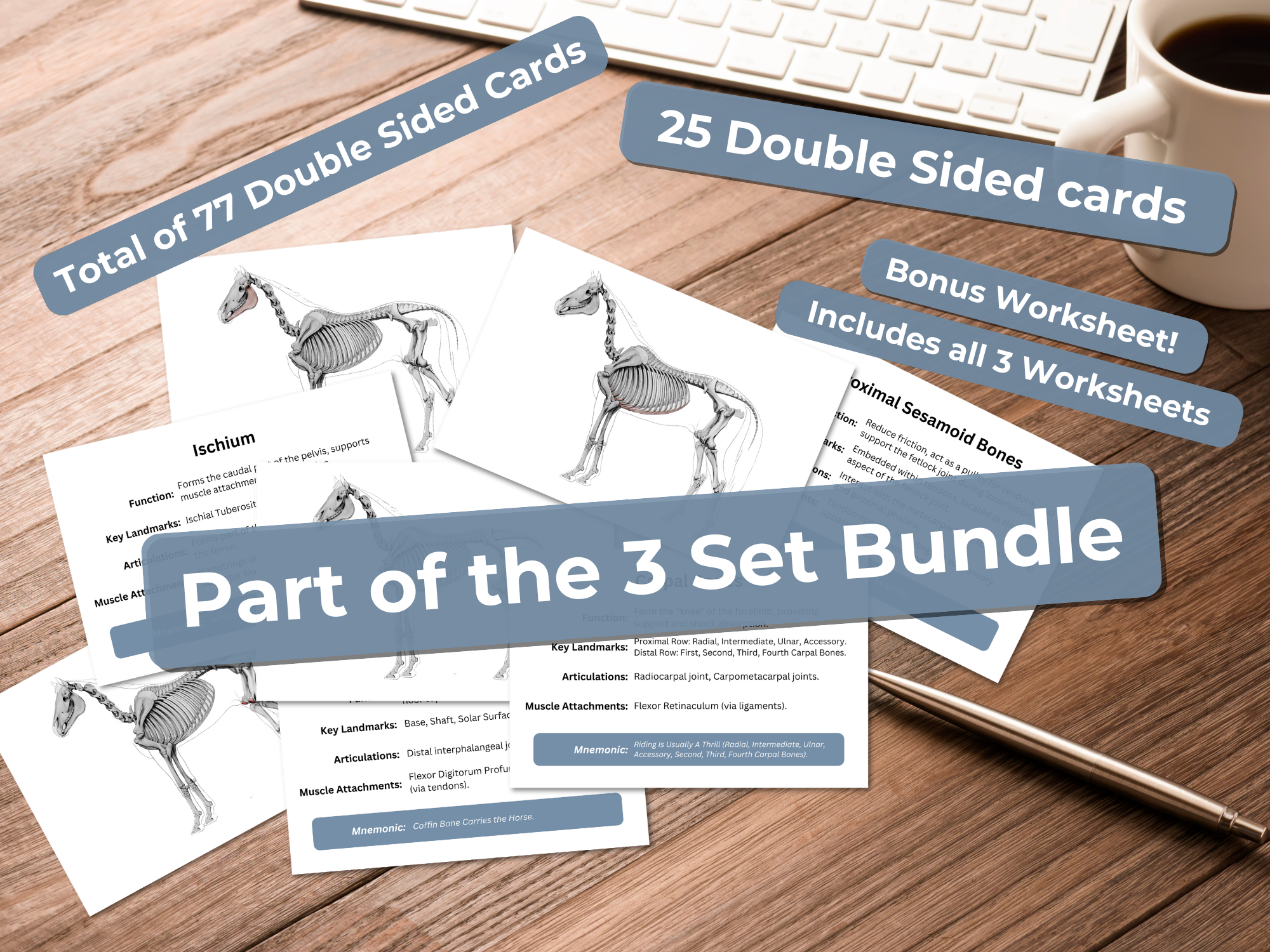 Complete Equine Anatomy Flashcards - Superficial Muscles, Deeper Muscles & Skeleton | Horse Study Guide - Printable 6x4