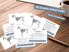 Horse Skeleton Flashcards - Equine Anatomy Study Guide - Printable 6x4 Cards