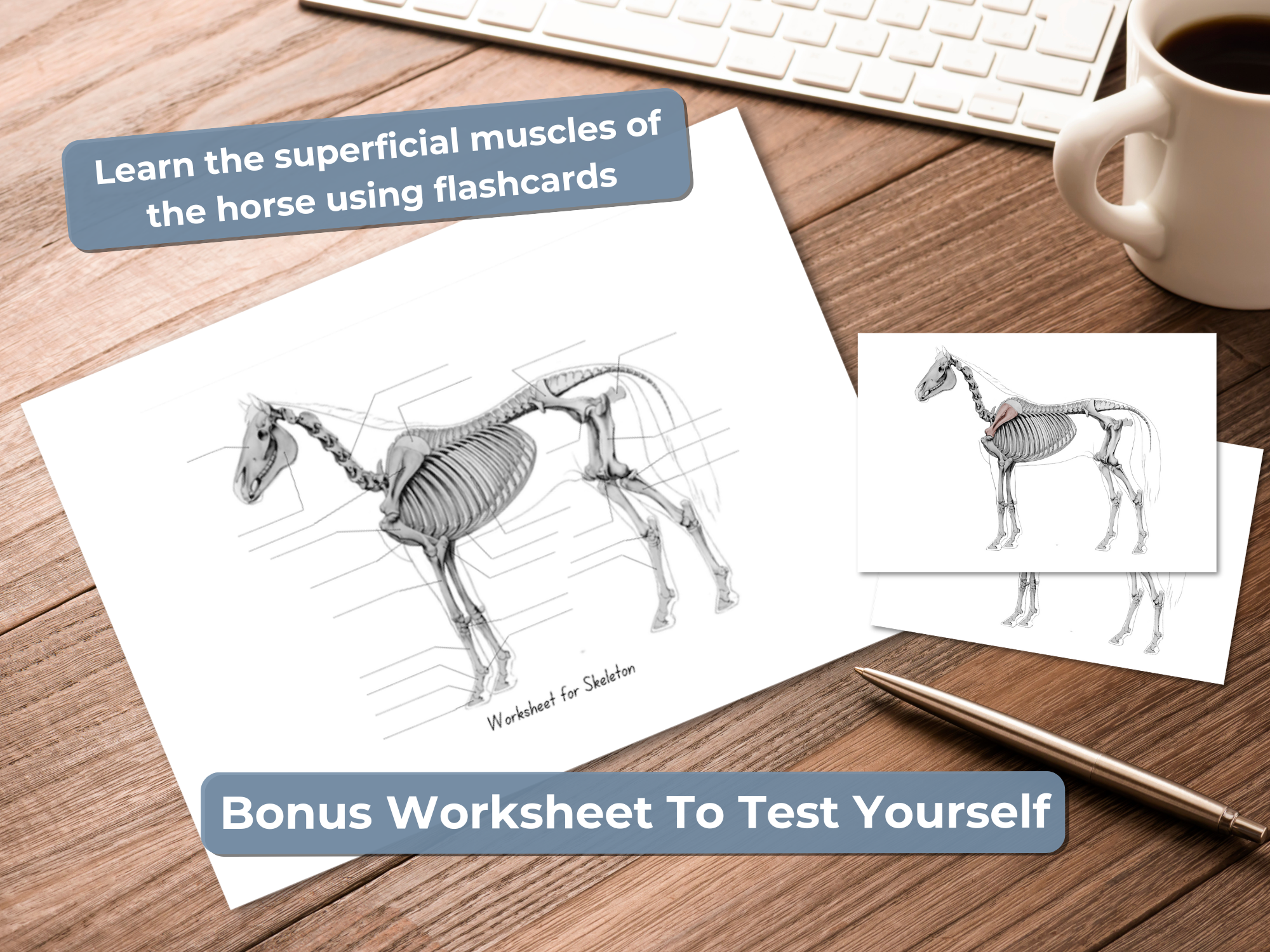 Horse Skeleton Flashcards - Equine Anatomy Study Guide - Printable 6x4 Cards