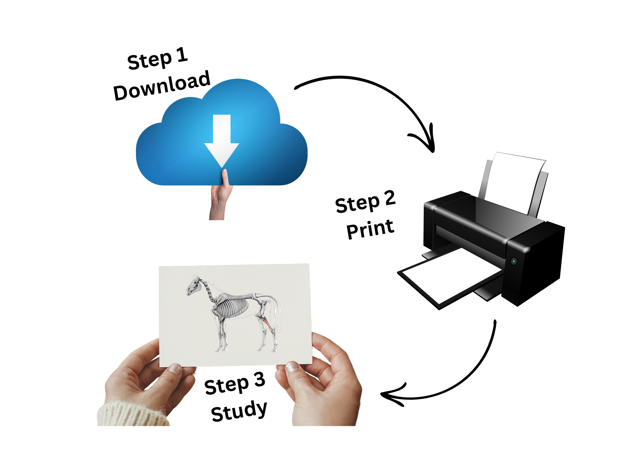 Horse Skeleton Flashcards - Equine Anatomy Study Guide - Printable 6x4 Cards